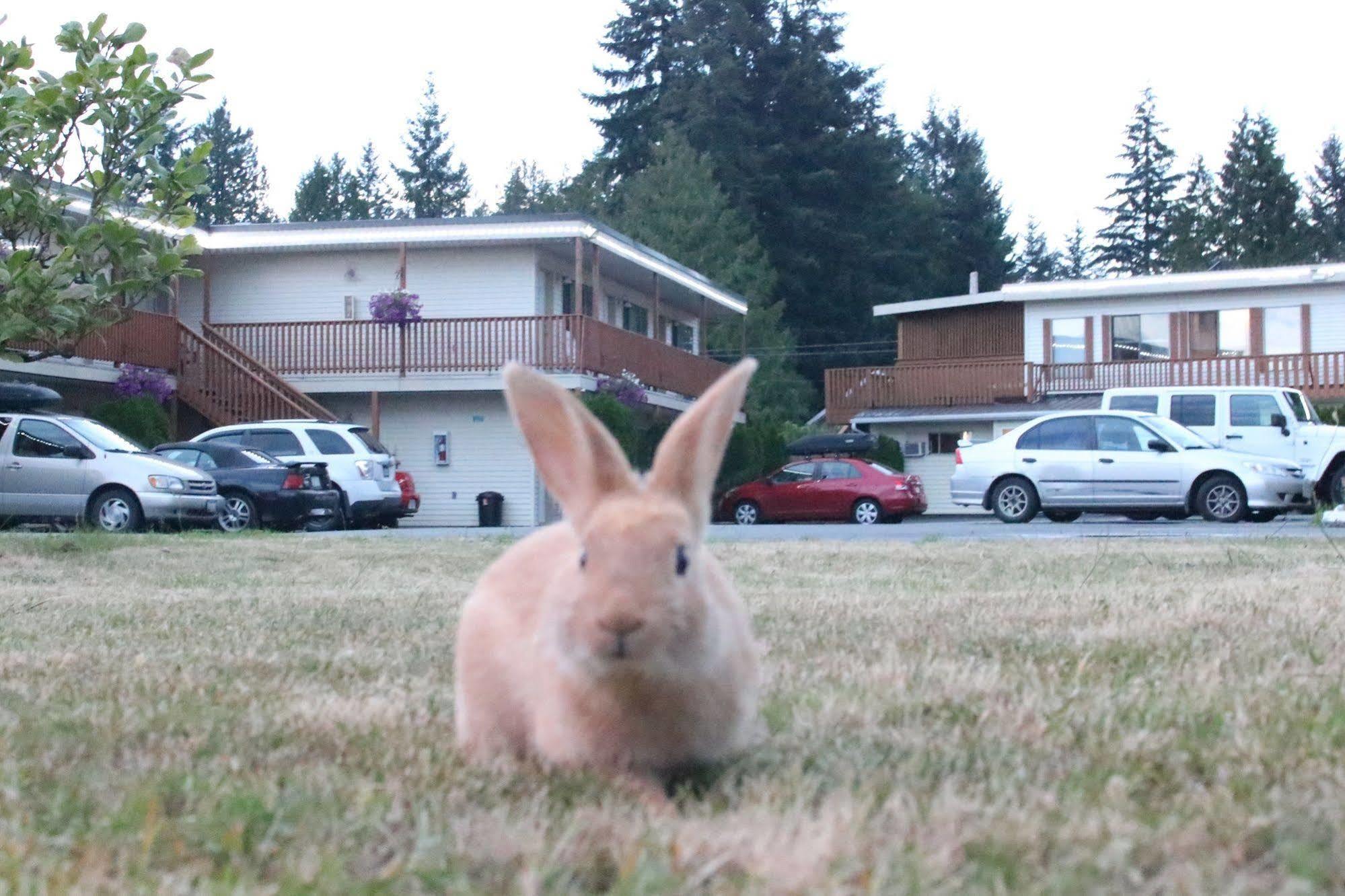 Motel Skylite Parksville