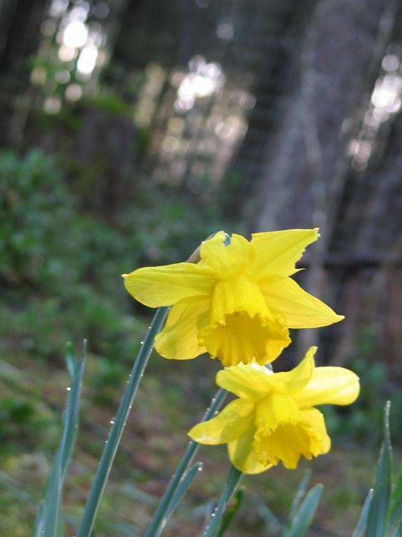 Cedar Song